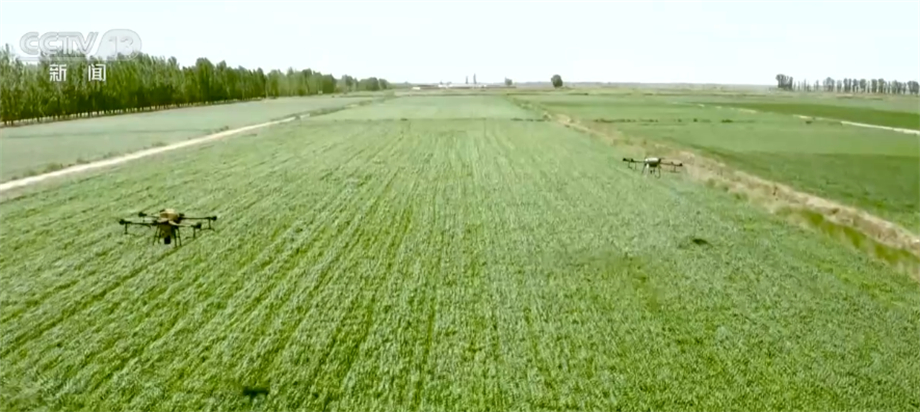 内蒙古河套灌区麦田荡起绿波浪 科学助力稳